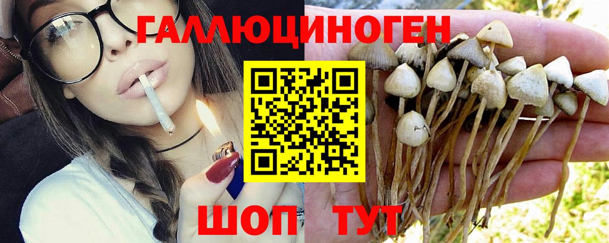 Гудермес  Псилоцибиновые грибы мухоморы  Галлюциногенные грибы мицелий  Вход с VPN 